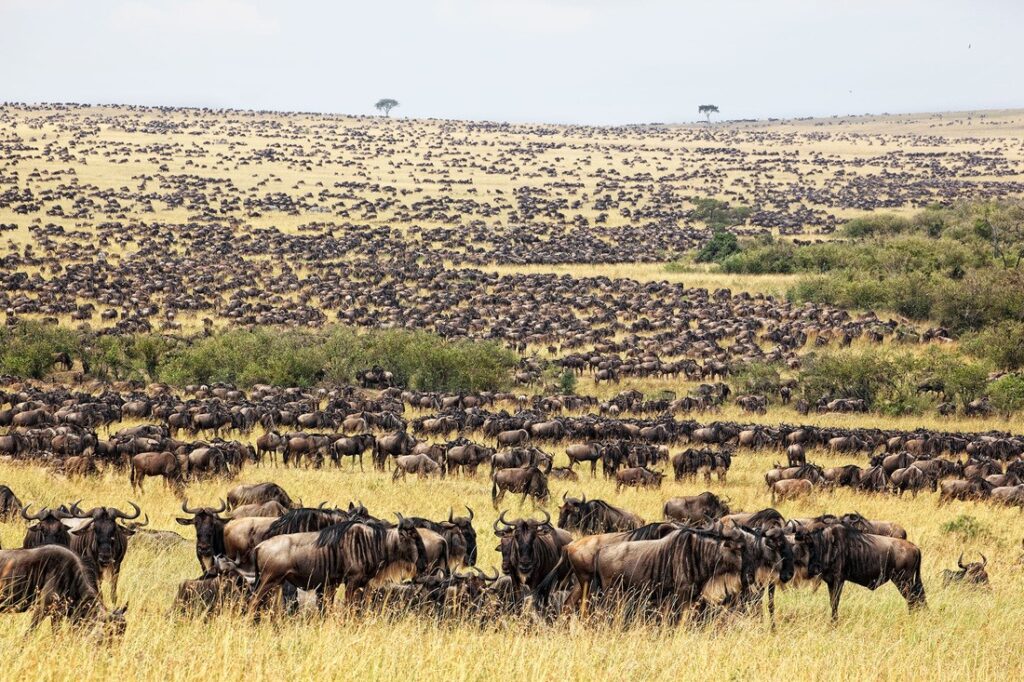 serengeti-mara migration