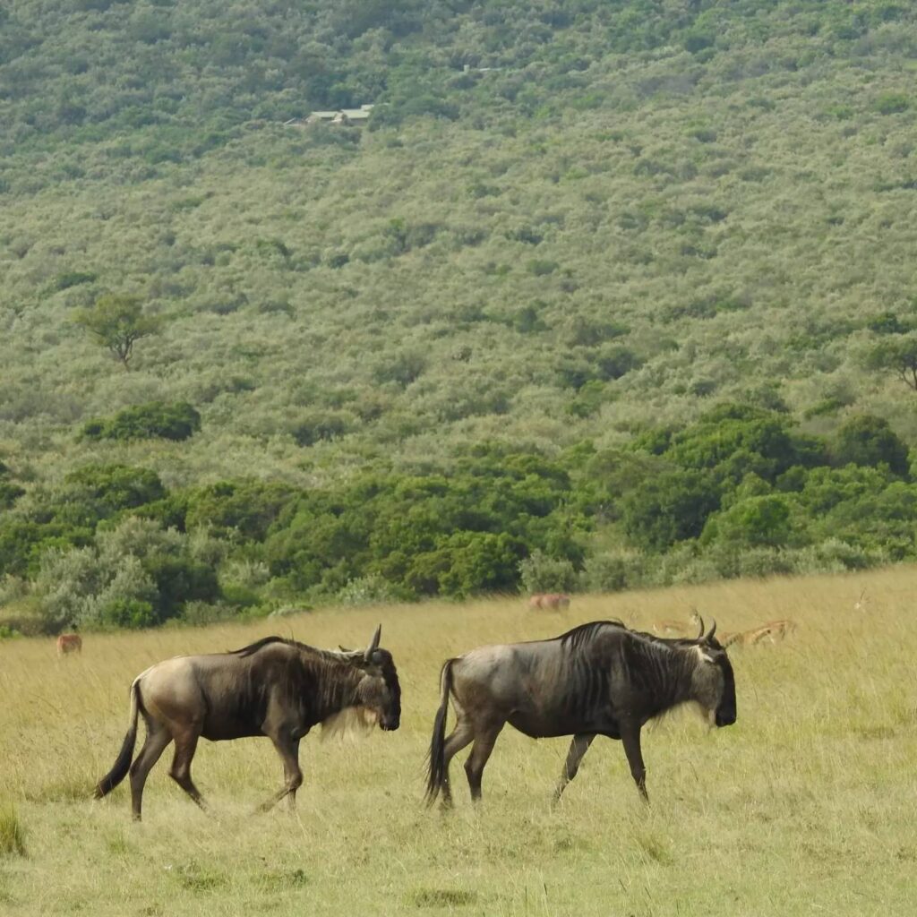 masai mara serengeti national park